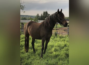 PRE Croisé, Jument, 7 Ans, 158 cm, Isabelle