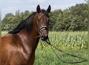 PRE, Jument, 7 Ans, 160 cm, Bai
