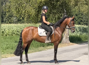PRE, Jument, 7 Ans, 160 cm, Bai