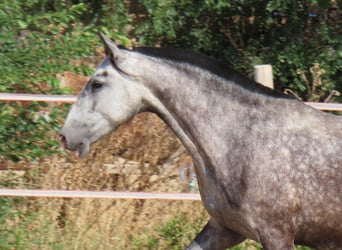 PRE Croisé, Jument, 7 Ans, 160 cm, Gris