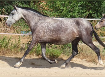 PRE Croisé, Jument, 7 Ans, 160 cm, Gris