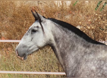 PRE Croisé, Jument, 7 Ans, 160 cm, Gris