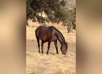 PRE Croisé, Jument, 7 Ans, 161 cm, Bai brun