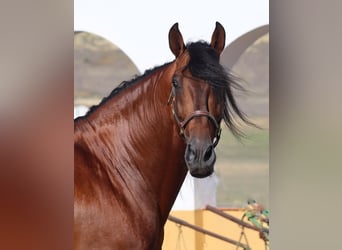 PRE Croisé, Jument, 7 Ans, 161 cm, Bai brun