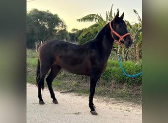 PRE Croisé, Jument, 7 Ans, 161 cm, Noir