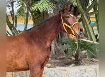 PRE Croisé, Jument, 7 Ans, 162 cm, Bai cerise
