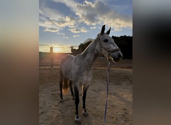 PRE Croisé, Jument, 7 Ans, 162 cm, Gris