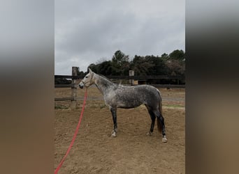 PRE Croisé, Jument, 7 Ans, 162 cm, Gris