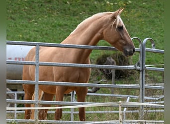PRE Croisé, Jument, 7 Ans, 162 cm, Perlino