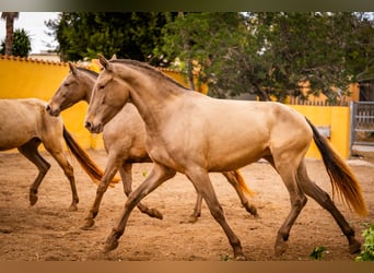 PRE Croisé, Jument, 7 Ans, 163 cm, Champagne
