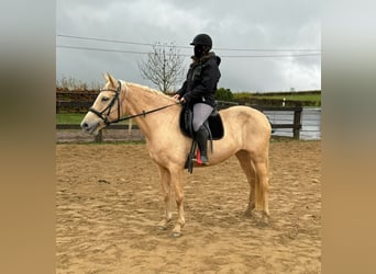 PRE Croisé, Jument, 7 Ans, 163 cm, Palomino