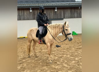 PRE Croisé, Jument, 7 Ans, 163 cm, Palomino