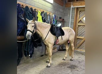 PRE Croisé, Jument, 7 Ans, 163 cm, Palomino