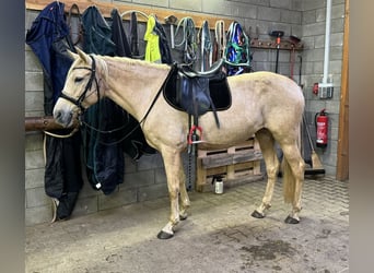 PRE Croisé, Jument, 7 Ans, 163 cm, Palomino