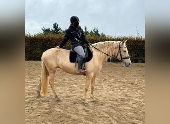 PRE Croisé, Jument, 7 Ans, 163 cm, Palomino