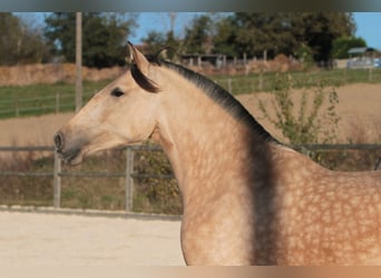 PRE, Jument, 7 Ans, 164 cm, Buckskin