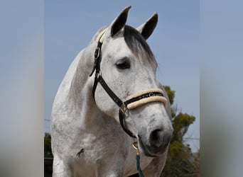 PRE Croisé, Jument, 7 Ans, 165 cm, Gris