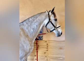 PRE Croisé, Jument, 7 Ans, 166 cm, Gris