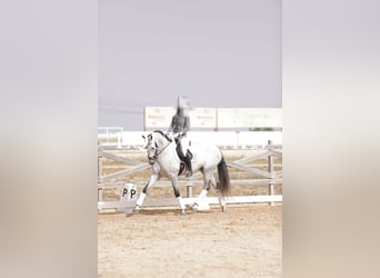 PRE Croisé, Jument, 7 Ans, 166 cm, Gris