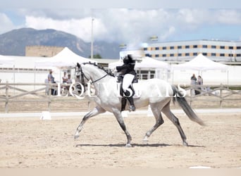 PRE Croisé, Jument, 7 Ans, 166 cm, Gris