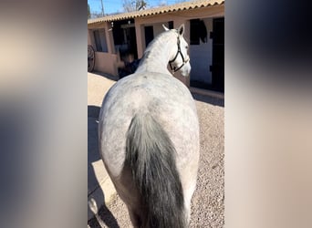 PRE Croisé, Jument, 7 Ans, 166 cm, Gris