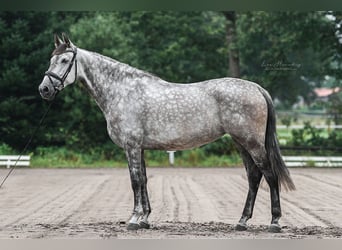 PRE, Jument, 7 Ans, 167 cm, Gris pommelé