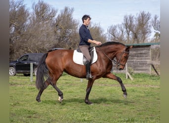 PRE, Jument, 7 Ans, 168 cm, Bai