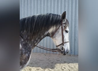 PRE Croisé, Jument, 7 Ans, 168 cm, Gris