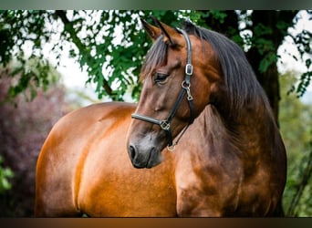 PRE, Jument, 7 Ans, 170 cm