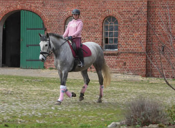 PRE Croisé, Jument, 7 Ans, 170 cm, Gris