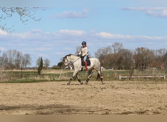 PRE, Jument, 7 Ans, 170 cm, Gris