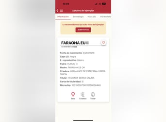 PRE Croisé, Jument, 7 Ans, 170 cm, Noir