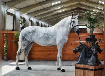 PRE Croisé, Jument, 7 Ans, 172 cm, Gris