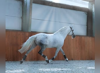 PRE Croisé, Jument, 7 Ans, 172 cm, Gris