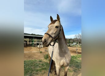 PRE Croisé, Jument, 7 Ans, Isabelle