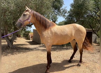 PRE Croisé, Jument, 7 Ans, Isabelle