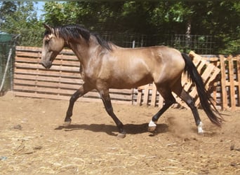 PRE Croisé, Jument, 8 Ans, 156 cm, Isabelle