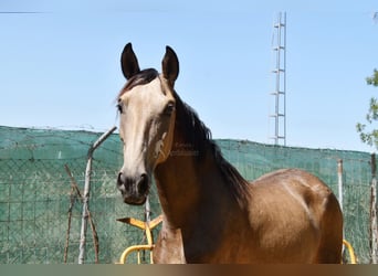 PRE Croisé, Jument, 8 Ans, 156 cm, Isabelle