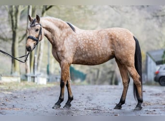 PRE Croisé, Jument, 8 Ans, 157 cm, Buckskin