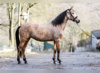 PRE Croisé, Jument, 8 Ans, 157 cm, Buckskin