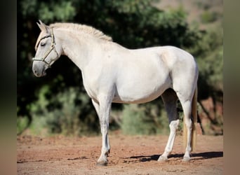 PRE Croisé, Jument, 8 Ans, 158 cm, Gris