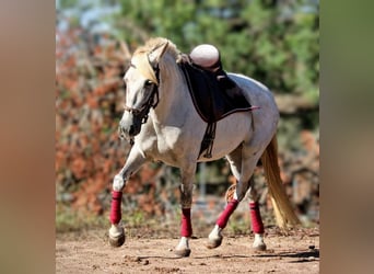 PRE Croisé, Jument, 8 Ans, 158 cm, Gris