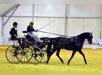 PRE Croisé, Jument, 8 Ans, 159 cm, Alezan brûlé