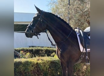 PRE Croisé, Jument, 8 Ans, 160 cm, Noir