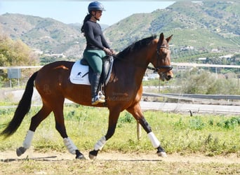 PRE Croisé, Jument, 8 Ans, 163 cm, Bai