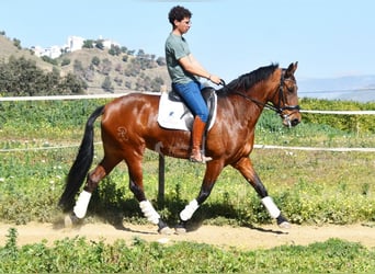 PRE Croisé, Jument, 8 Ans, 163 cm, Bai