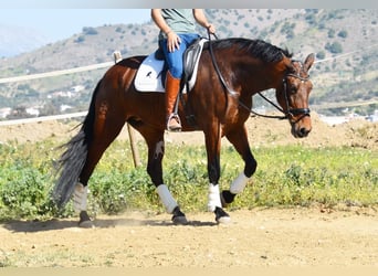 PRE Croisé, Jument, 8 Ans, 163 cm, Bai