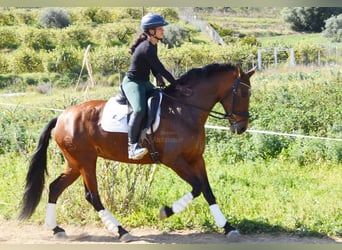 PRE Croisé, Jument, 8 Ans, 163 cm, Bai