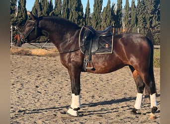 PRE Croisé, Jument, 8 Ans, 164 cm, Bai brun