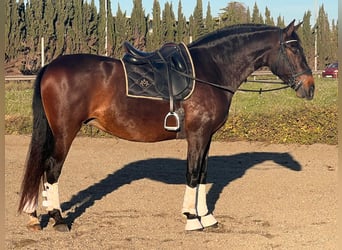 PRE Croisé, Jument, 8 Ans, 164 cm, Bai brun